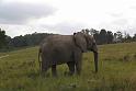 Elephant Sanctuary (18)